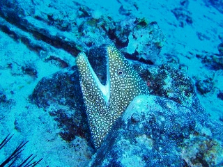 「ウツボの仲間」のサムネイル画像