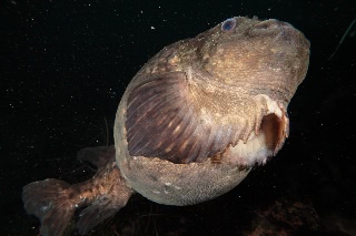 「ホテイウオ(ゴッコ)」のサムネイル画像