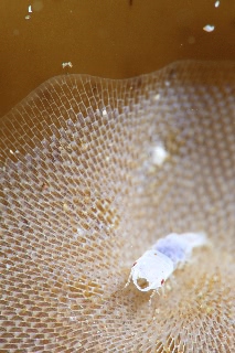 「ソメワケウミクワガタ」のサムネイル画像