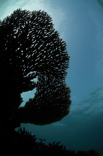 「無題」のサムネイル画像
