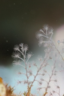 「ウミヒドラの仲間」のサムネイル画像
