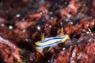 「コールマンウミウシ」のサムネイル画像