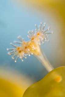 「ヒガサクラゲ」のサムネイル画像