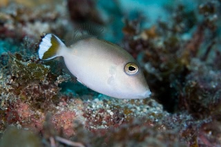 「ムスメハギ」のサムネイル画像