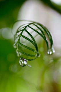 「ルコウソウ(サイプレスバイン,縷紅草)」のサムネイル画像