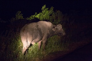 「アフリカスイギュウ(African buffalo)」のサムネイル画像