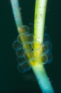 「シワイカナゴ」のサムネイル画像