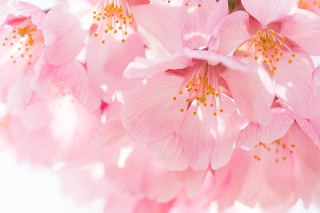 「ヤマザクラ」のサムネイル画像