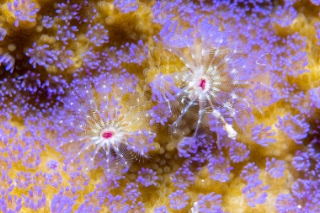 「ケヤリムシの仲間」のサムネイル画像