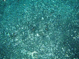 「エイ」のサムネイル画像