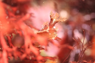 「ユビウミウシ」のサムネイル画像