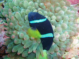「クマノミ(Anemonefish)」のサムネイル画像