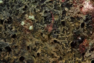 「タテジマヘビギンポ(Tropical striped triplefin)」のサムネイル画像