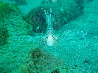 「ミノカサゴ」のサムネイル画像