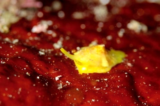 「ジンガサヒトエガイ属の一種」のサムネイル画像