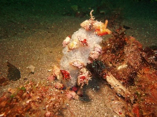 「アパート」のサムネイル画像