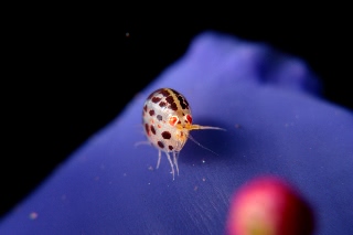 「ホテイヨコエビ科の一種」のサムネイル画像