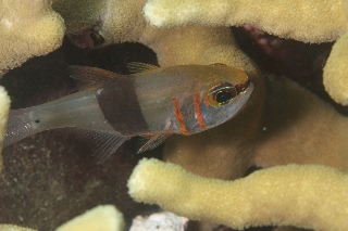 「クロオビアトヒキテンジクダイ(Black-belted cardinalfish)」のサムネイル画像