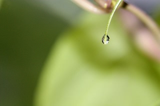 「ヨルガオ」のサムネイル画像