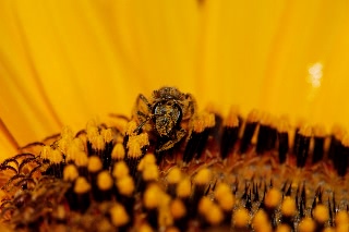 「ビッグスマイル」のサムネイル画像