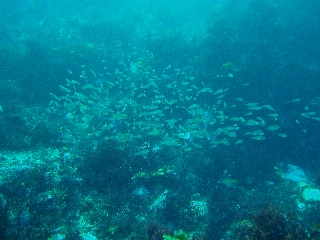 「ネンブツダイ」のサムネイル画像