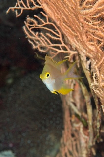 「無題」のサムネイル画像