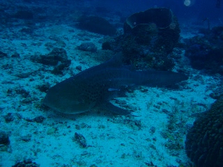 「トラフザメ(Zebra shark)」のサムネイル画像