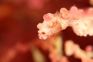 「ピグミーシーホース(Pygmy Seahorse)」のサムネイル画像