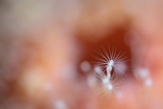 「ウミヒドラの仲間」のサムネイル画像