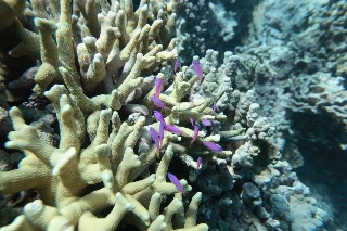 「パープルビューティー(Purple Beauty,purple queen,パープルクイーン)」のサムネイル画像