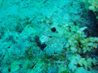 「イシガキカエルウオ」のサムネイル画像