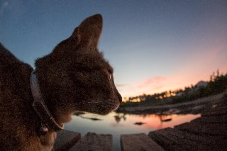 「ネコ」のサムネイル画像