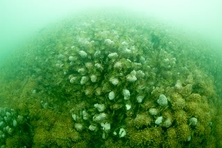 「無題」のサムネイル画像