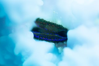 「ウミギクモドキ」のサムネイル画像