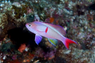 「カシワハナダイ」のサムネイル画像