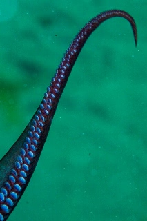 「ミズダコ」のサムネイル画像