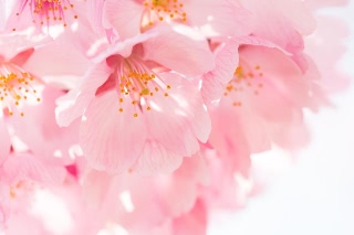 「ヤマザクラ」のサムネイル画像