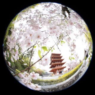 「ヤエシダレザクラ(八重しだれ桜)」のサムネイル画像