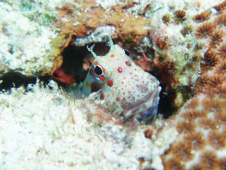 「モンツキカエルウオ」のサムネイル画像