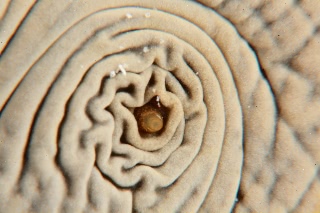 「タマナマコ」のサムネイル画像