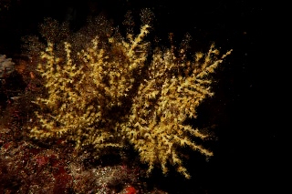 「無題」のサムネイル画像