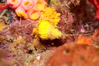 「貝の仲間」のサムネイル画像