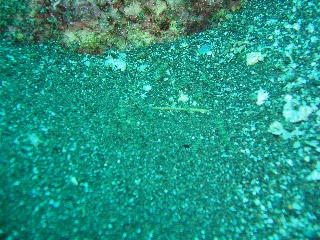 「ハゼ」のサムネイル画像