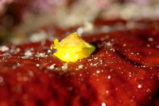 「ジンガサヒトエガイ属の一種」のサムネイル画像