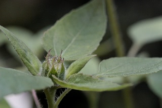 「バイカラーミックス」のサムネイル画像
