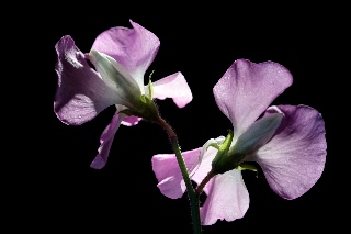 「スイートピー(カオリエンドウ,ジャコウレンリソウ,ジャコウエンドウ)」のサムネイル画像