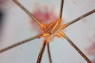 「オルトマンワラエビ(Ortmann's spider-crab)」のサムネイル画像