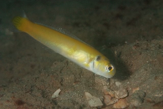 「yellow tilefish(イエロータイルフィッシュ)」のサムネイル画像