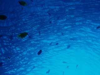 「オオカマス(Barracuda)」のサムネイル画像