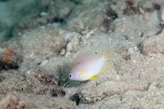 「ニセネッタイスズメダイ(Yellow Damsel)」のサムネイル画像
